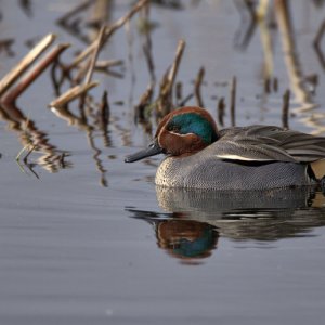 Teal 200206 02.jpg