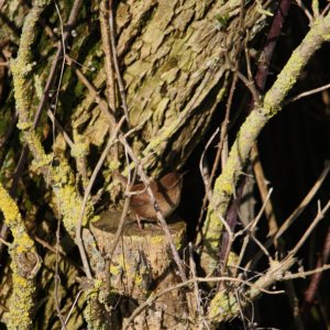 Wren