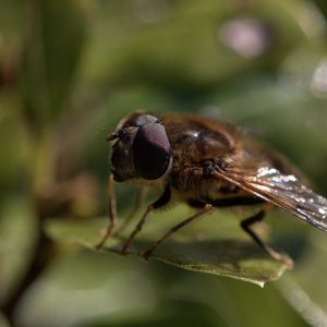 Fly 200325.jpg