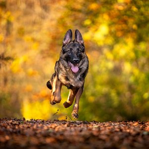 Running-Dog-copy.jpg