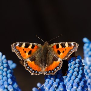 Small Tortoiseshell