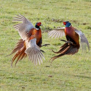 Pheasants battling