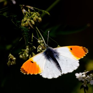 Orange Tip