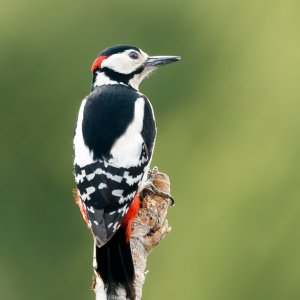 Woodpecker (male)