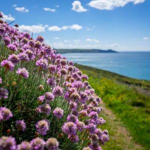 Flowers on the Coast