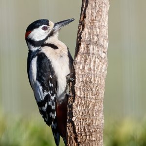 Great Spotted Woodpecker