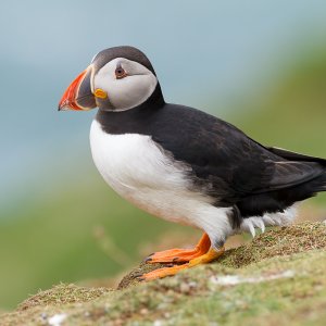Puffin