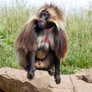 Gelada