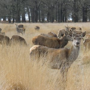 Deer Richmond Park