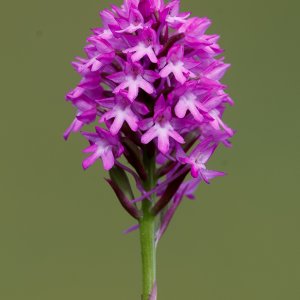 Pyramid Orchid