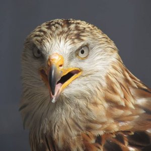 Red Kite