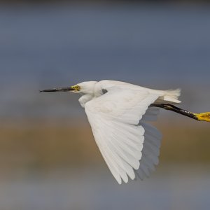 Little Egret