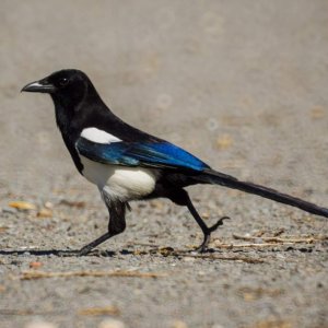 Magpie
