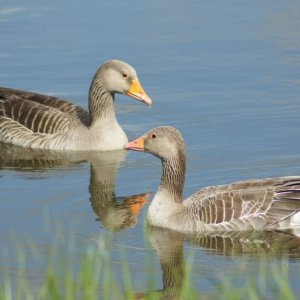 Greylag Geese