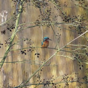 Kingfisher