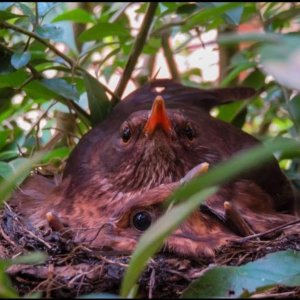 Blackbirds In A Nest
