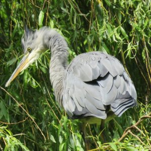 Heron In A Willow Tree