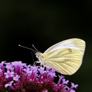 Green-veined White