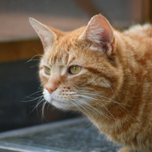 Media 'Ginger Cat' in category 'Nature : Captive, Domesticated & Plants'