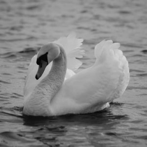 Swan B&W