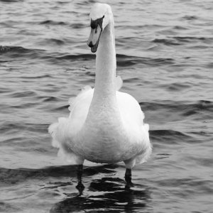 Annoyed Swan