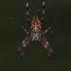 Spider 10 05Sep20 Small.jpg