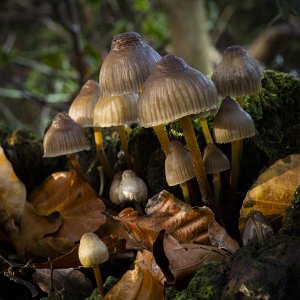 Fungus group.jpg