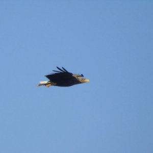 White-tailed eagle (Haliaeetus albicilla).jpg