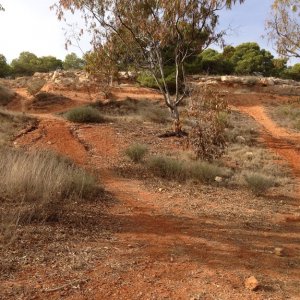 Carrascar de Fulla Roja