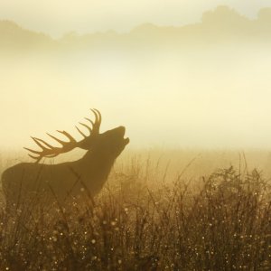 powell-ful_photography_stag