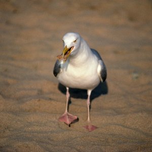 IMAGE002s.jpg