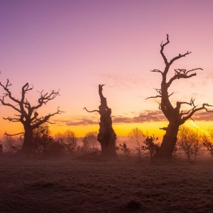 Tequila Sunrise Trees-copy.jpg