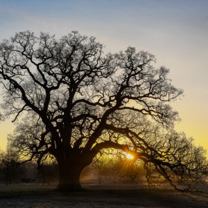 Sunrise2, M Freullet-copy.jpg