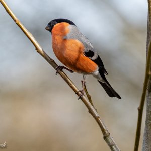 Birds 18th March 2021.JPG