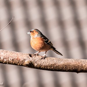 Chaffinch   16th March 2021.JPG