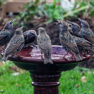 Starlings (sturnus vulgaris).JPG
