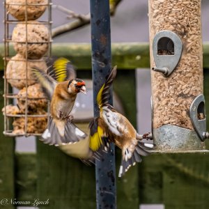 Goldfinch (Carduelis carduelis)-2.JPG