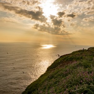 Bempton Cliffs - 28th May 2021