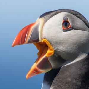 Puffin