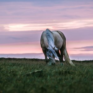 Wild Ponies in Pembrokeshire