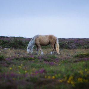 Pembrokeshire Wild Pony