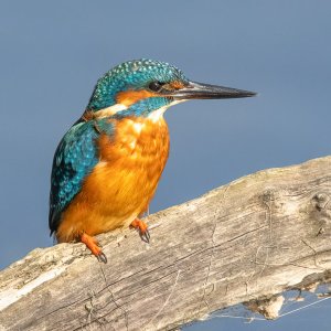 Kingfisher (male)