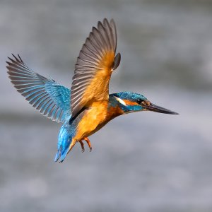 Kingfisher