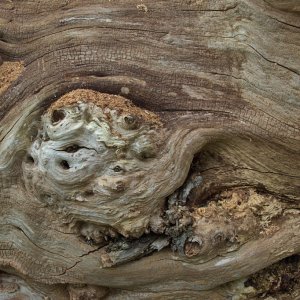 Tree.jpg
