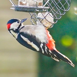 Great Spotted Woodpecker