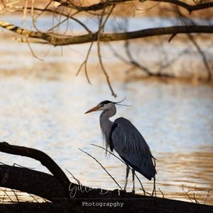 Battersea Park Heron