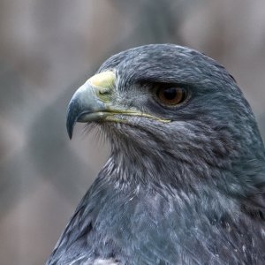 Chilean Blue Eagle.jpg