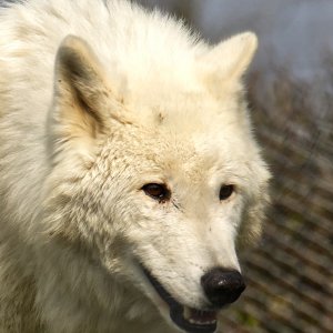 Hudson Bay Wolf (Canis Lupus Hudsonicus).jpg
