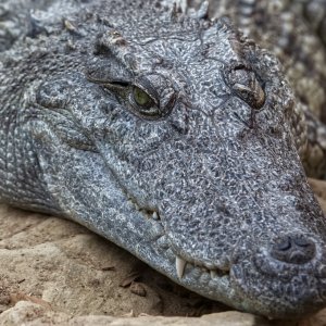 Siamese Crocodile (Crocodylus siamensis).jpg