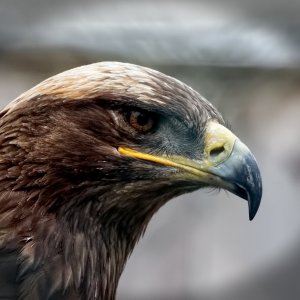 Steppe Eagle.jpg
